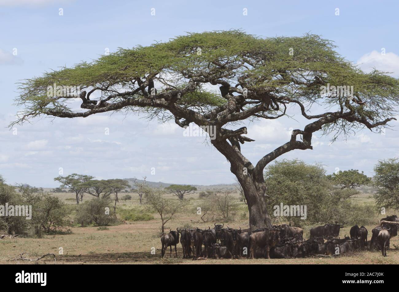 Blue wildebeest (Connochaetes taurinus) shelter from the midday sun in the shade under an acacia tree. Serengeti National Park, Tanzania. Stock Photo