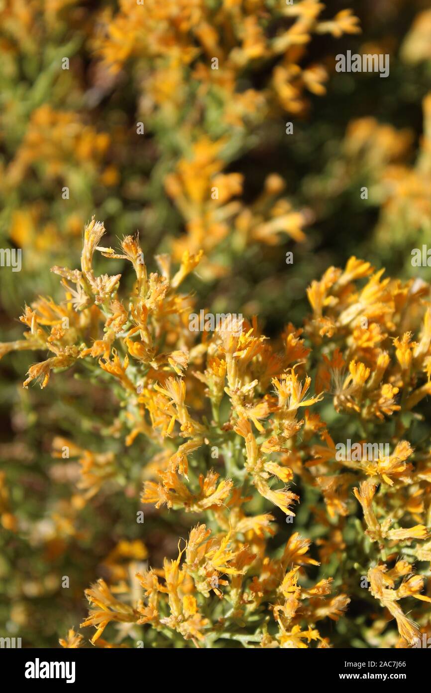 Along Ryan Mountain Trail in Joshua Tree National Park grows this Southern Mojave Desert native plant, Green Rabbitbrush, Ericameria Teretifolia. Stock Photo