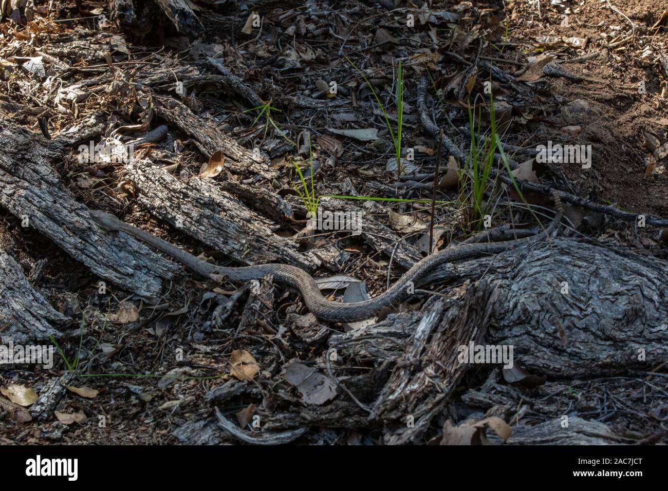 New Mexico Ridge-nosed Rattlesnake (Crotalus willardi obscurus) from ...