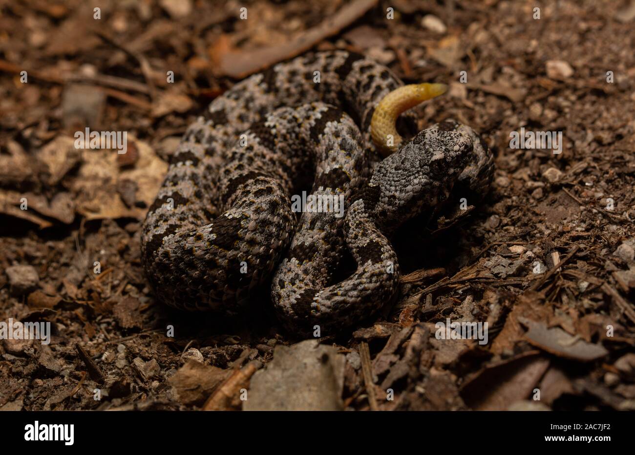 Banded Rock Rattlesnake (Crotalus lepidus klauberi) from the Sierra ...
