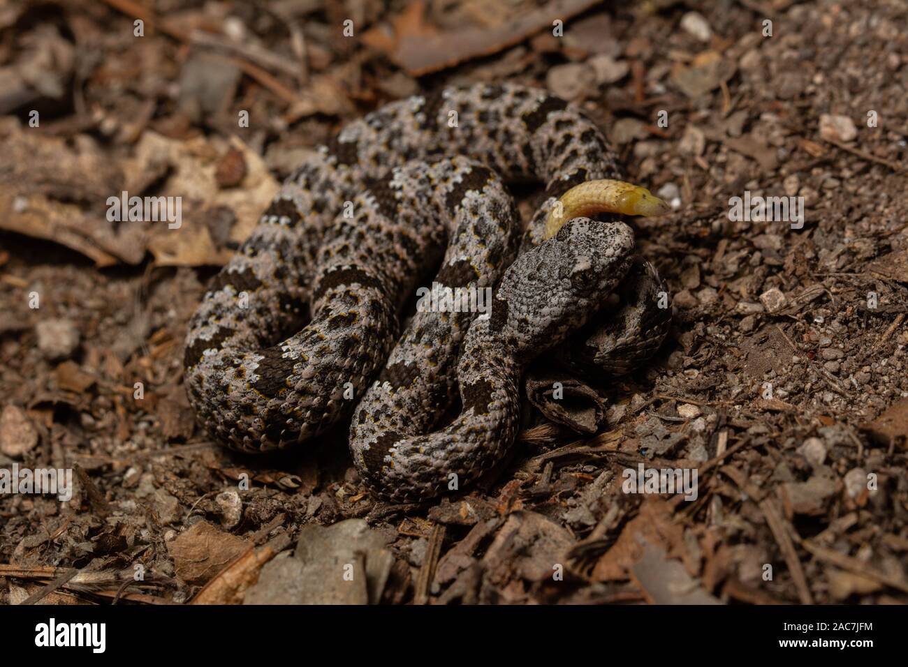 Banded Rock Rattlesnake (Crotalus lepidus klauberi) from the Sierra ...