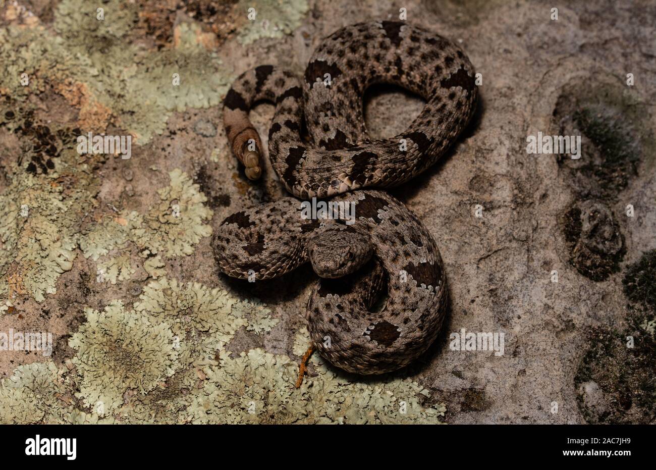 Banded Rock Rattlesnake (Crotalus lepidus klauberi) from the Sierra ...
