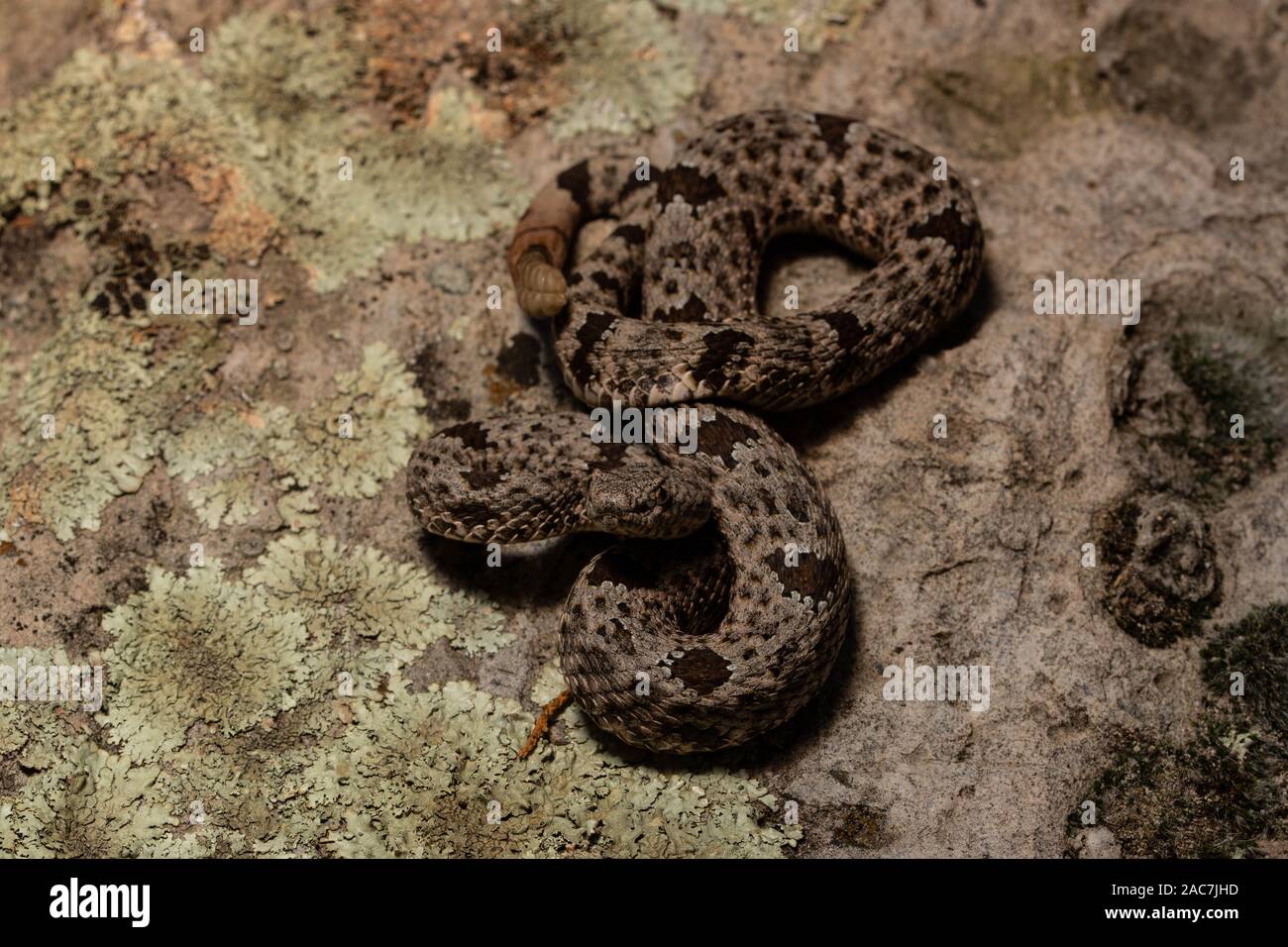 Banded Rock Rattlesnake (Crotalus lepidus klauberi) from the Sierra ...