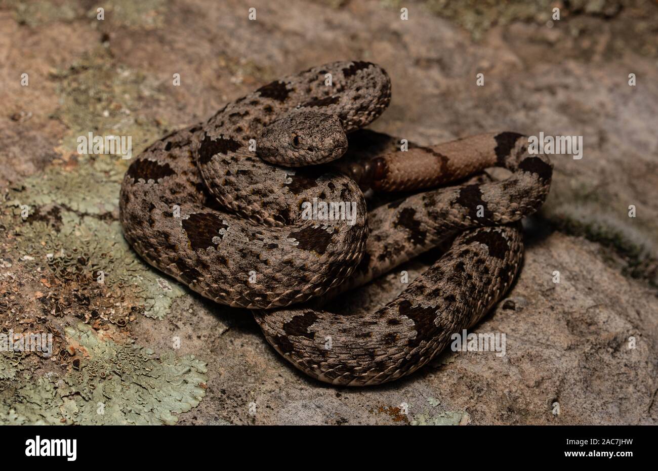 Banded Rock Rattlesnake (Crotalus lepidus klauberi) from the Sierra ...
