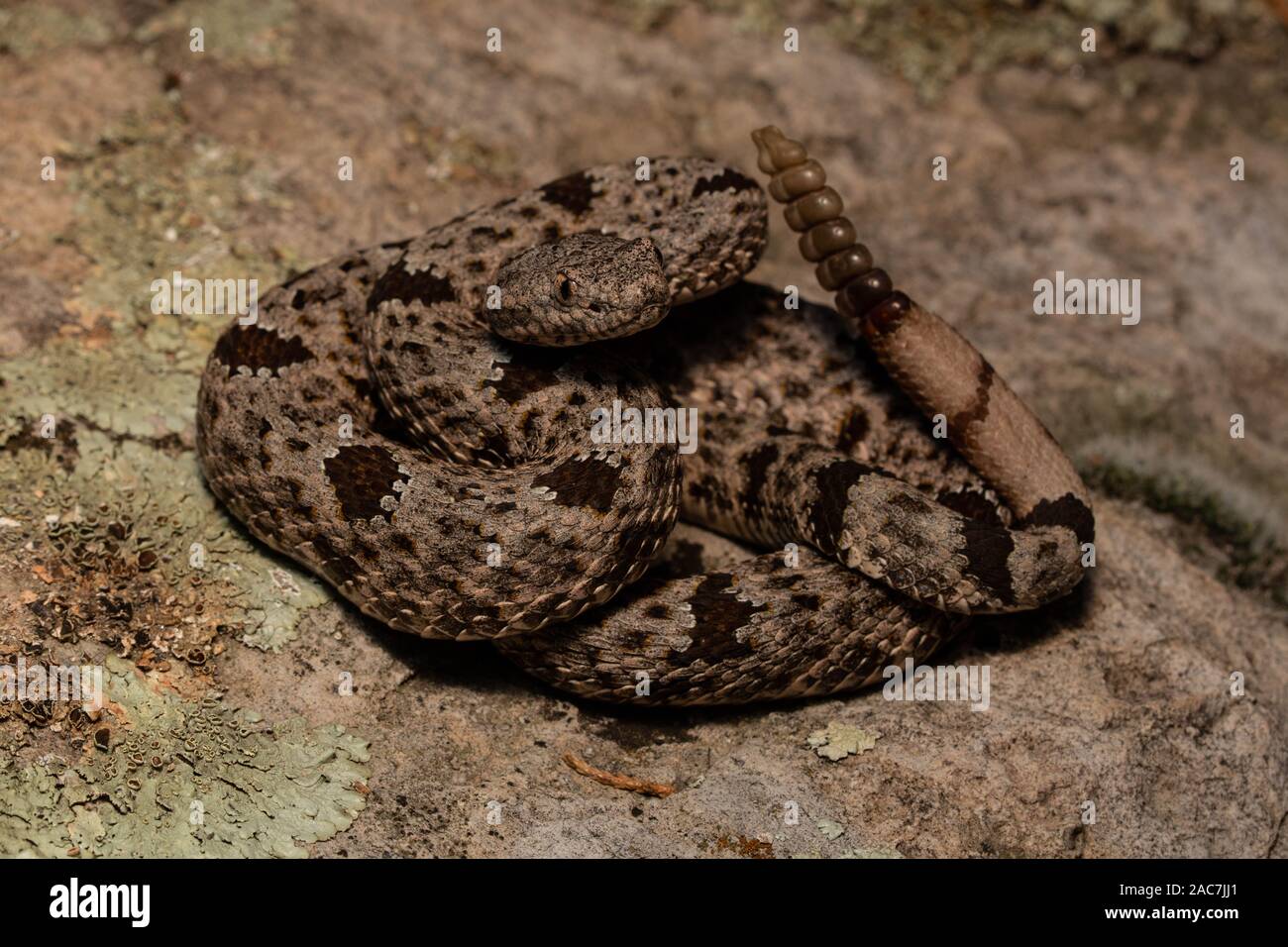 Banded Rock Rattlesnake (Crotalus lepidus klauberi) from the Sierra ...