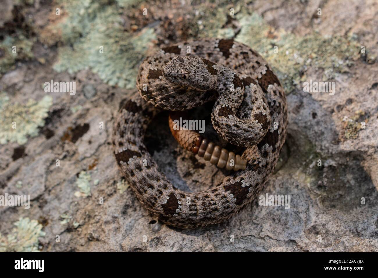 Banded Rock Rattlesnake (Crotalus lepidus klauberi) from the Sierra ...