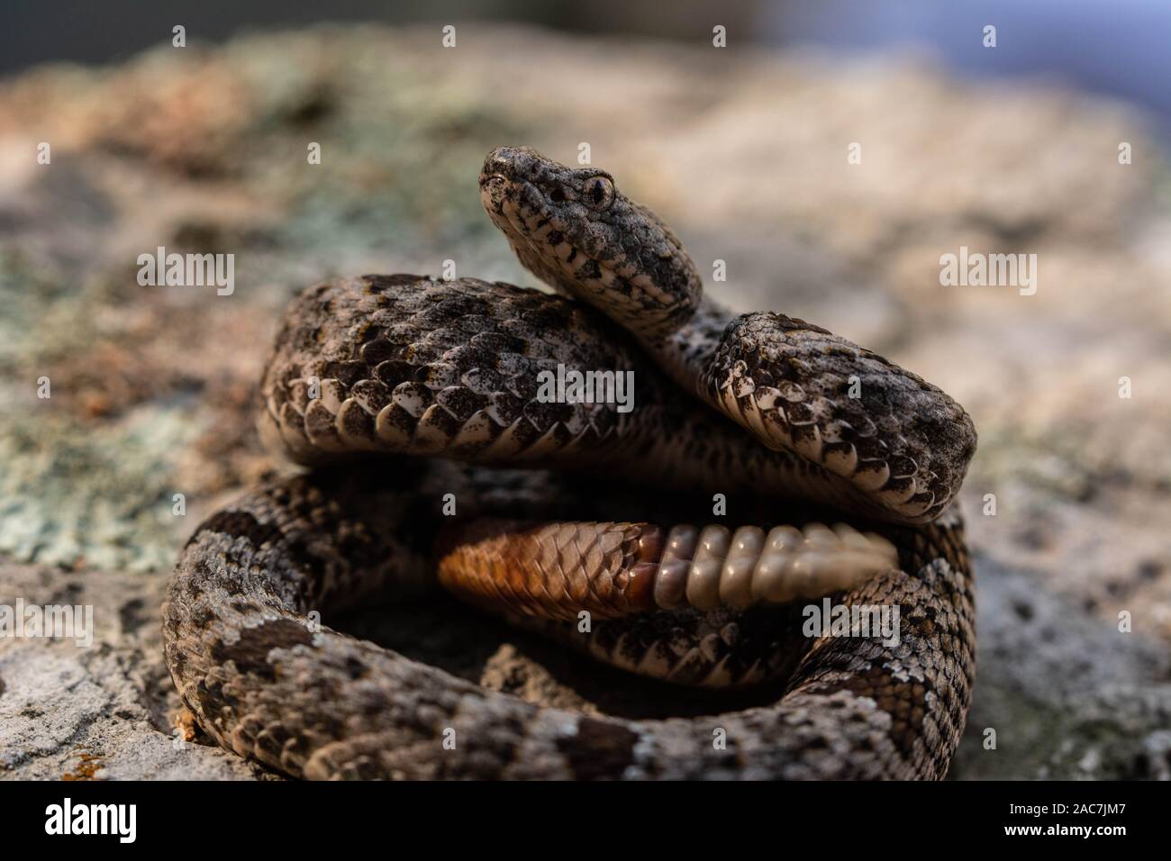 Banded Rock Rattlesnake (Crotalus lepidus klauberi) from the Sierra ...