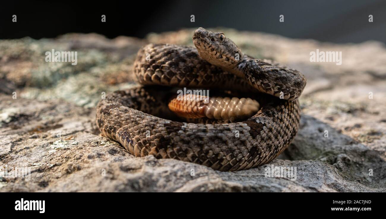 Banded Rock Rattlesnake (Crotalus lepidus klauberi) from the Sierra ...