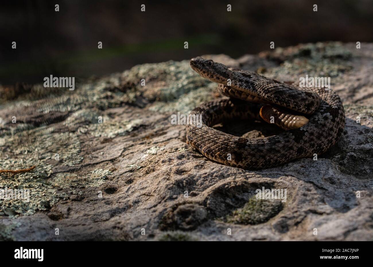 Banded Rock Rattlesnake (Crotalus lepidus klauberi) from the Sierra ...