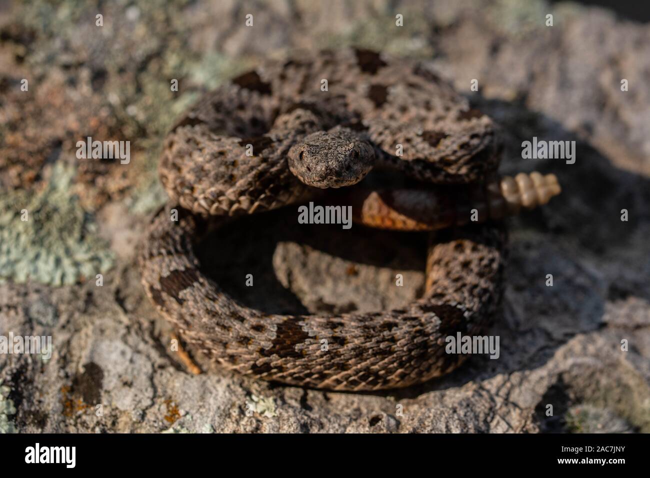 Banded Rock Rattlesnake (Crotalus lepidus klauberi) from the Sierra ...