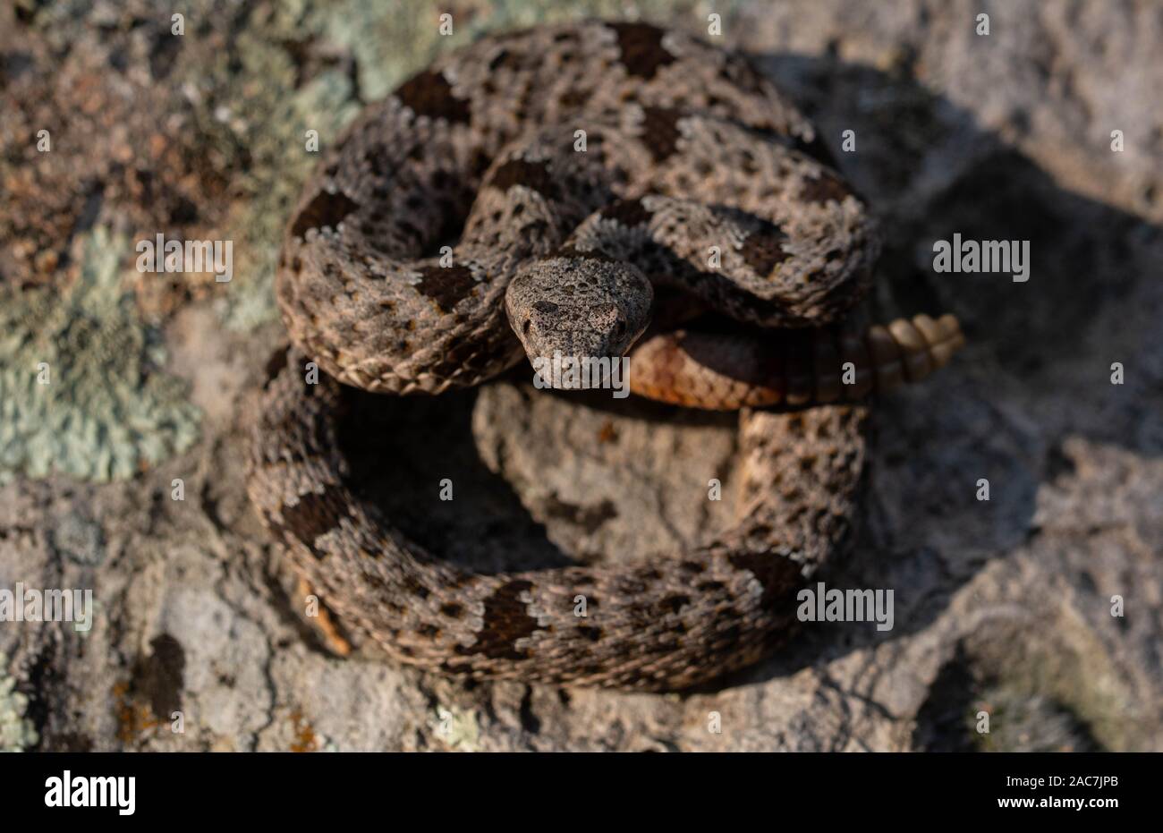 Banded Rock Rattlesnake (Crotalus lepidus klauberi) from the Sierra ...