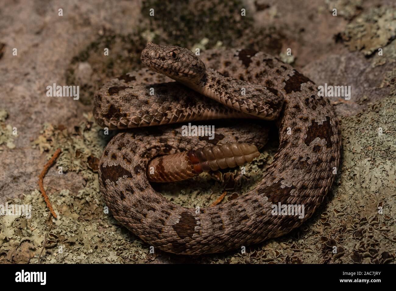 Banded Rock Rattlesnake (Crotalus lepidus klauberi) from the Sierra ...