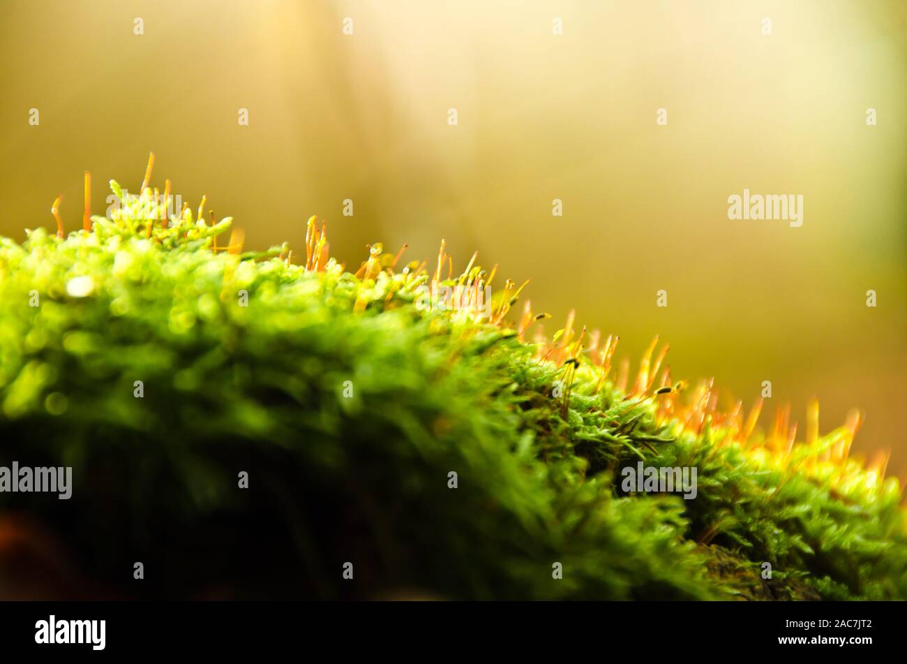Moola, blooming on an old tree trunk in backlight Stock Photo