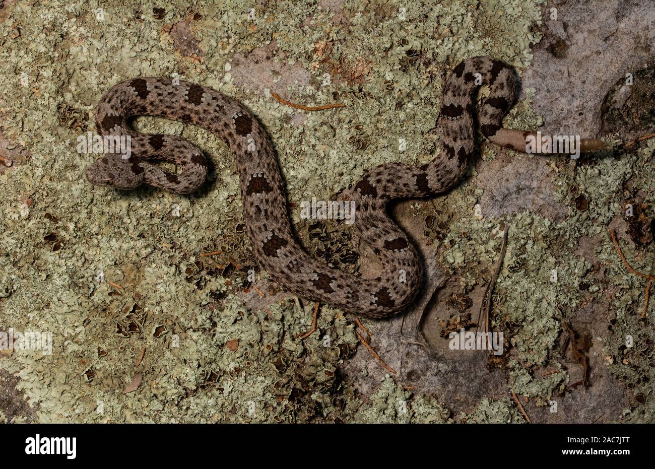 Banded Rock Rattlesnake (Crotalus lepidus klauberi) from the Sierra ...