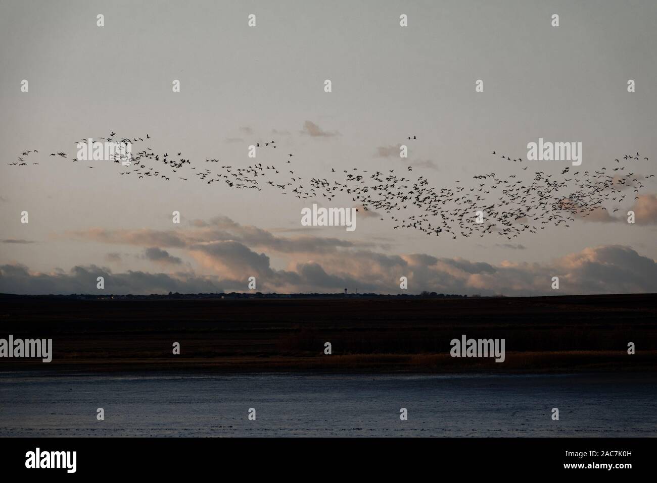 Large group of cranes flying at dusk Stock Photo - Alamy