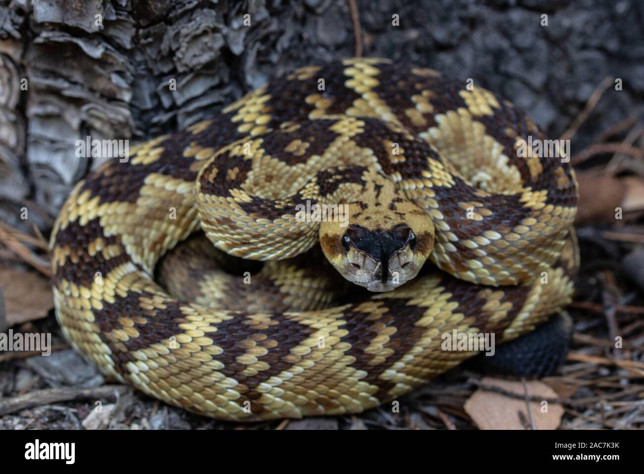 Black-tailed Rattlesnake (Crotalus molossus) from the Sierra Madre ...