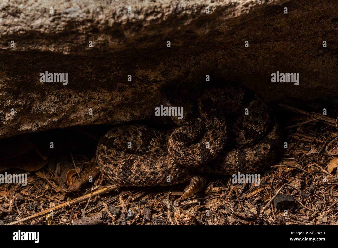 Banded Rock Rattlesnake (Crotalus lepidus klauberi) from the Sierra Madre in Sonora, Mexico. Stock Photo