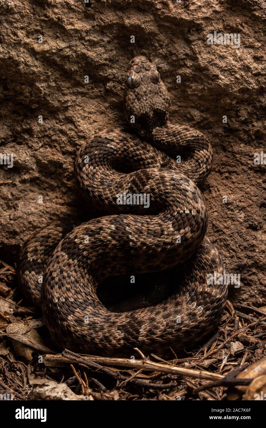Banded Rock Rattlesnake (Crotalus lepidus klauberi) from the Sierra Madre in Sonora, Mexico. Stock Photo