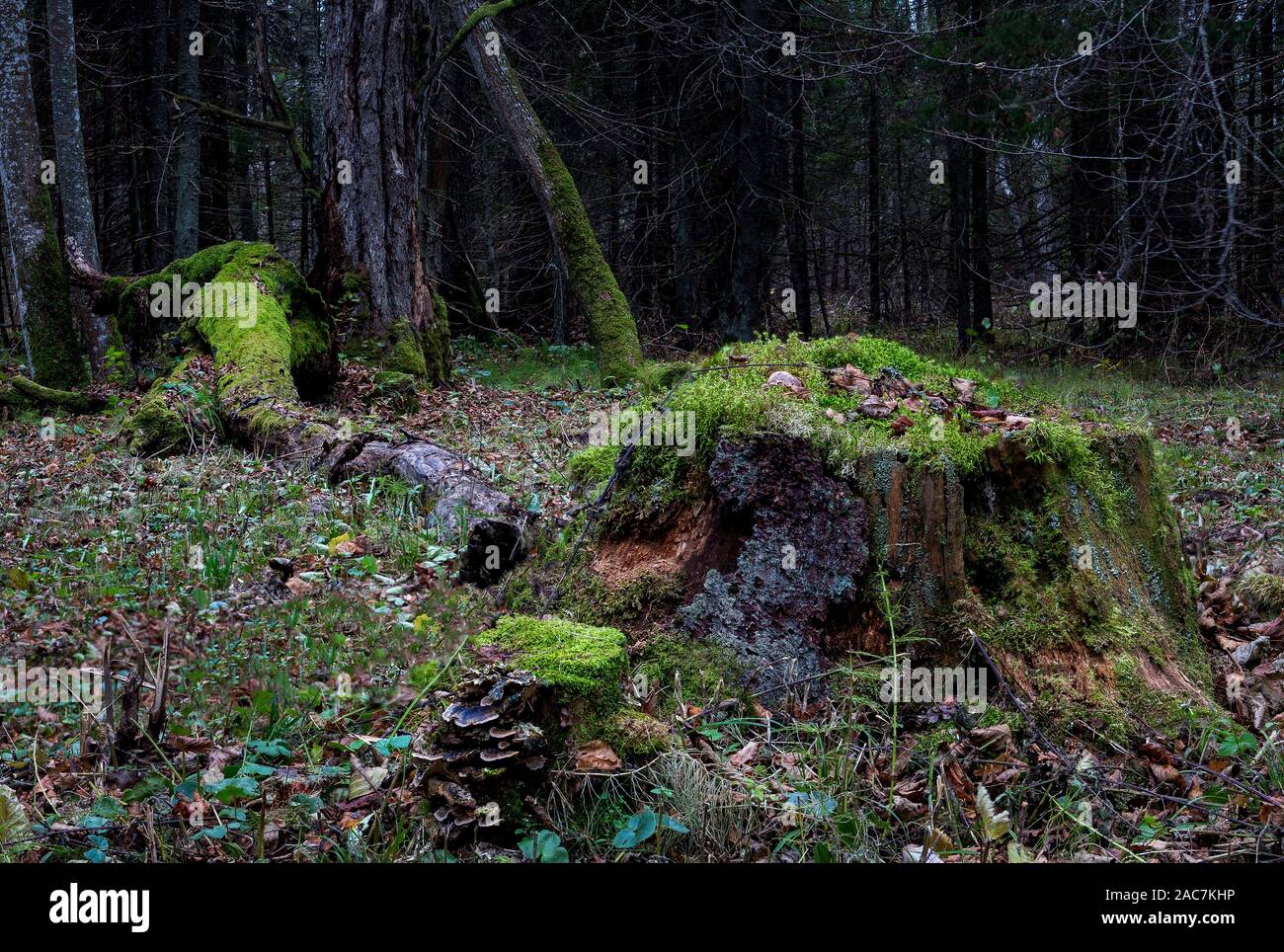 Tree stump with moss and grass hi-res stock photography and images - Alamy