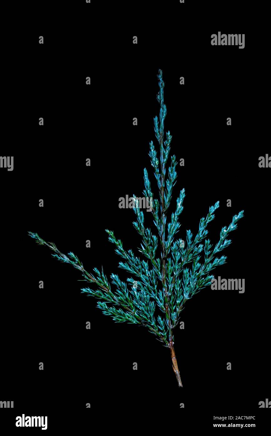 Juniper twig on a black background. Stock Photo
