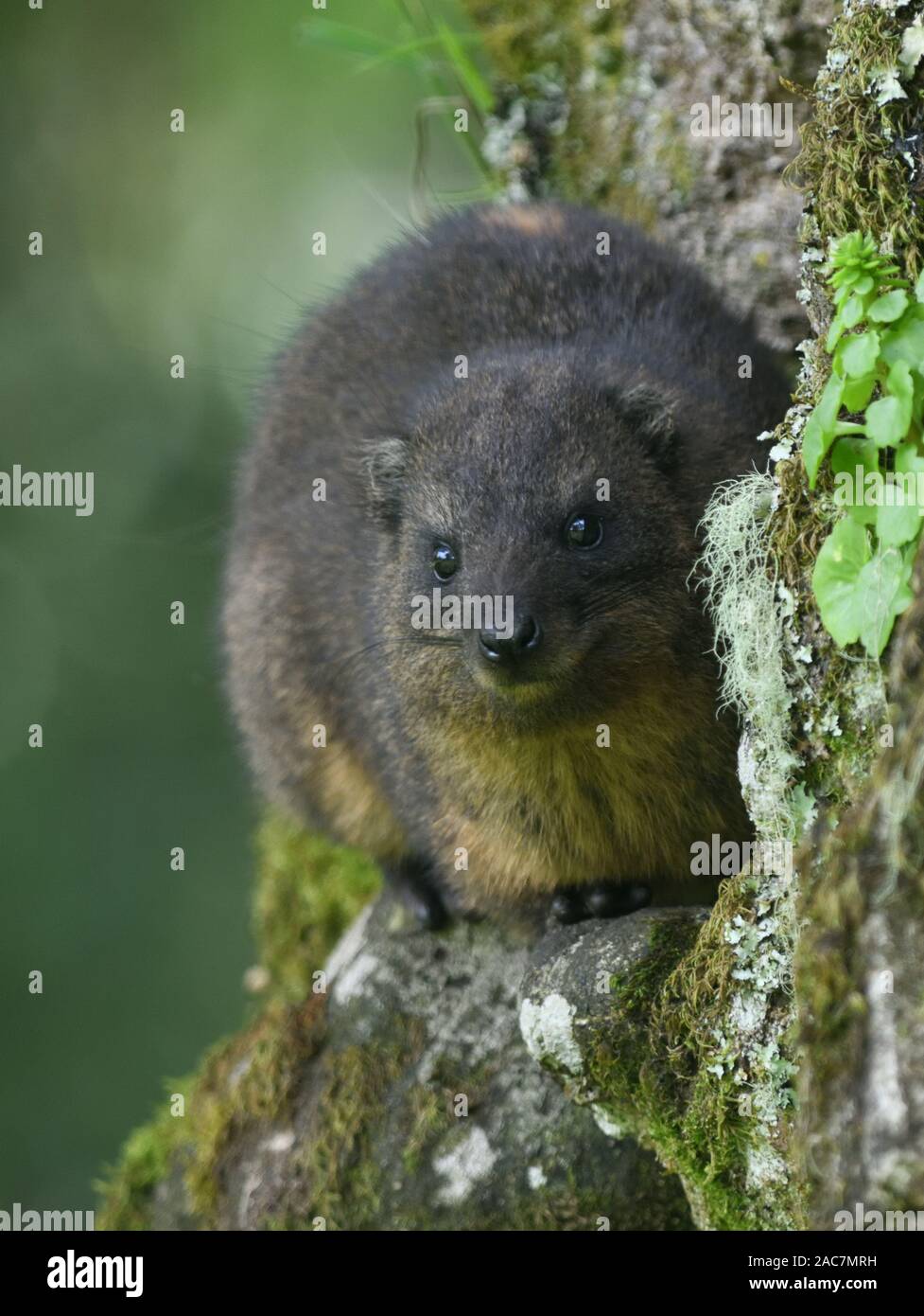 A southern tree hyrax or tree dassie (Dendrohyrax arboreus) sits outside a hole in a tree in the damp montane forest on the slopes of Kilimanjaro. Kil Stock Photo