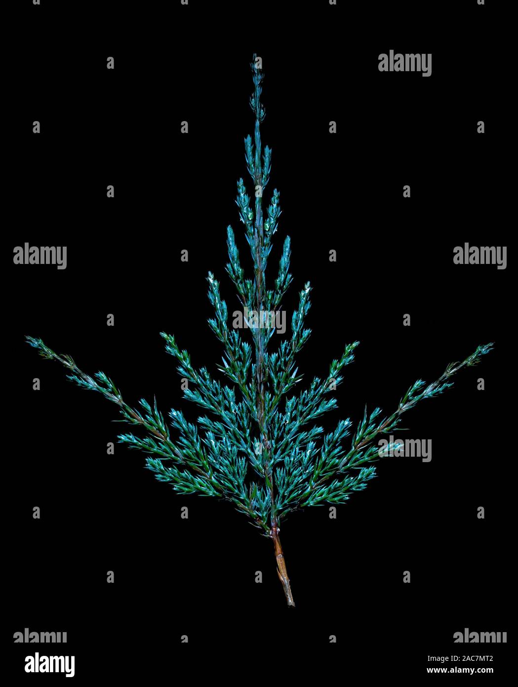 Juniper twig on a black background. Christmas concept. Stock Photo