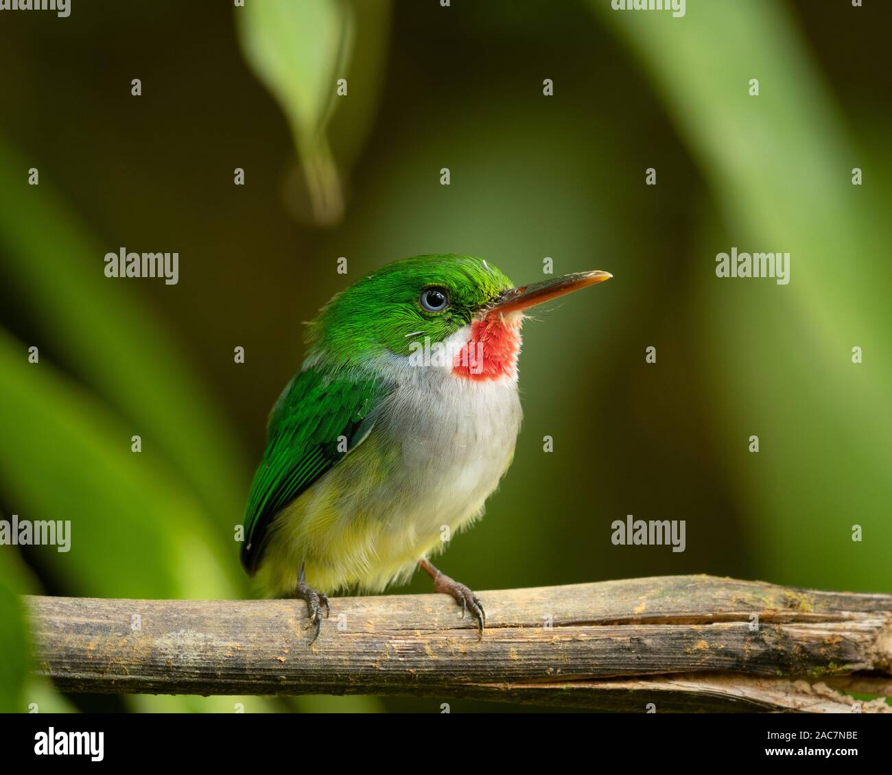 Puerto Rican Tody (Todus mexicanus) in El Yunque National Forest, Puerto Rico. Endemic to Puerto Rico. Possibly the cutest bird in the world. Stock Photo