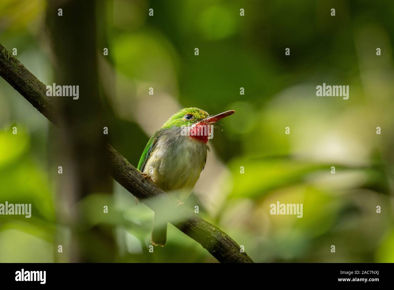 Puerto Rican Tody (Todus mexicanus) in El Yunque National Forest, Puerto Rico. Endemic to Puerto Rico. Possibly the cutest bird in the world. Stock Photo