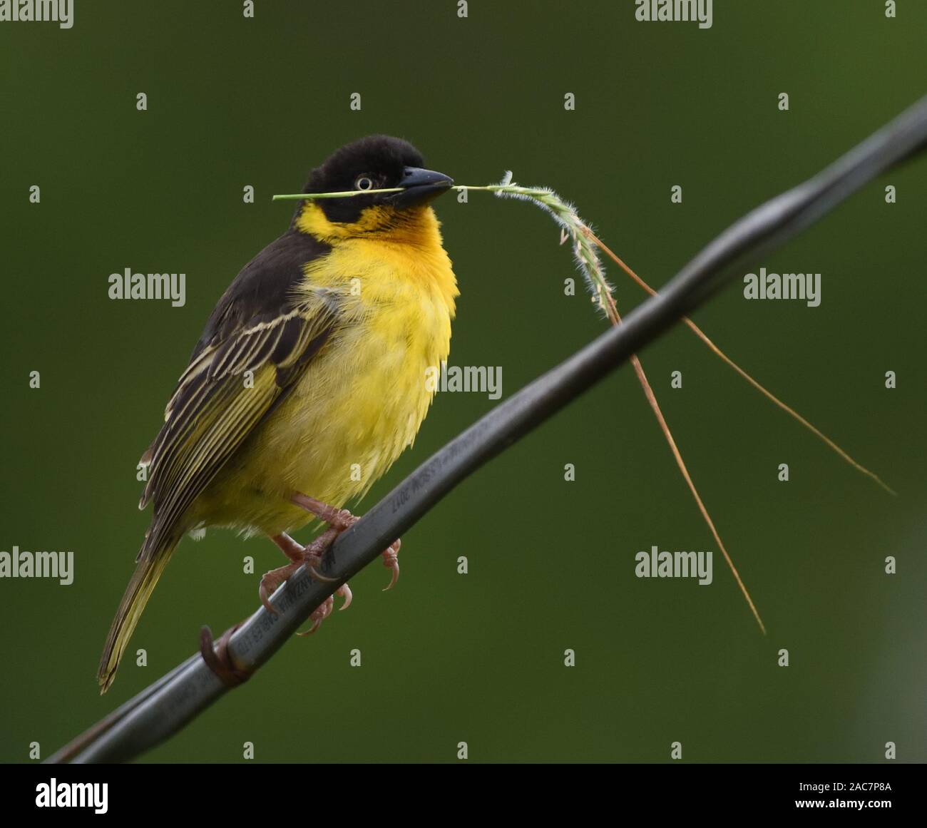 A male baglafecht weaver (Ploceus baglafecht) with a grass stem for its nest. This is probably the subspecies known as  Reichenow's weaver (Ploceus ba Stock Photo