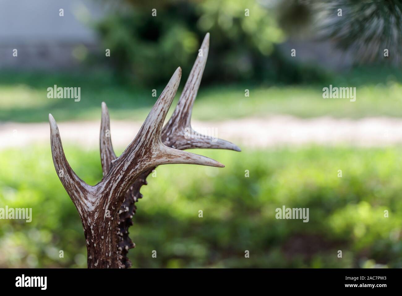 Close up shot of a deer antlers, selective focus, blurred background Stock Photo