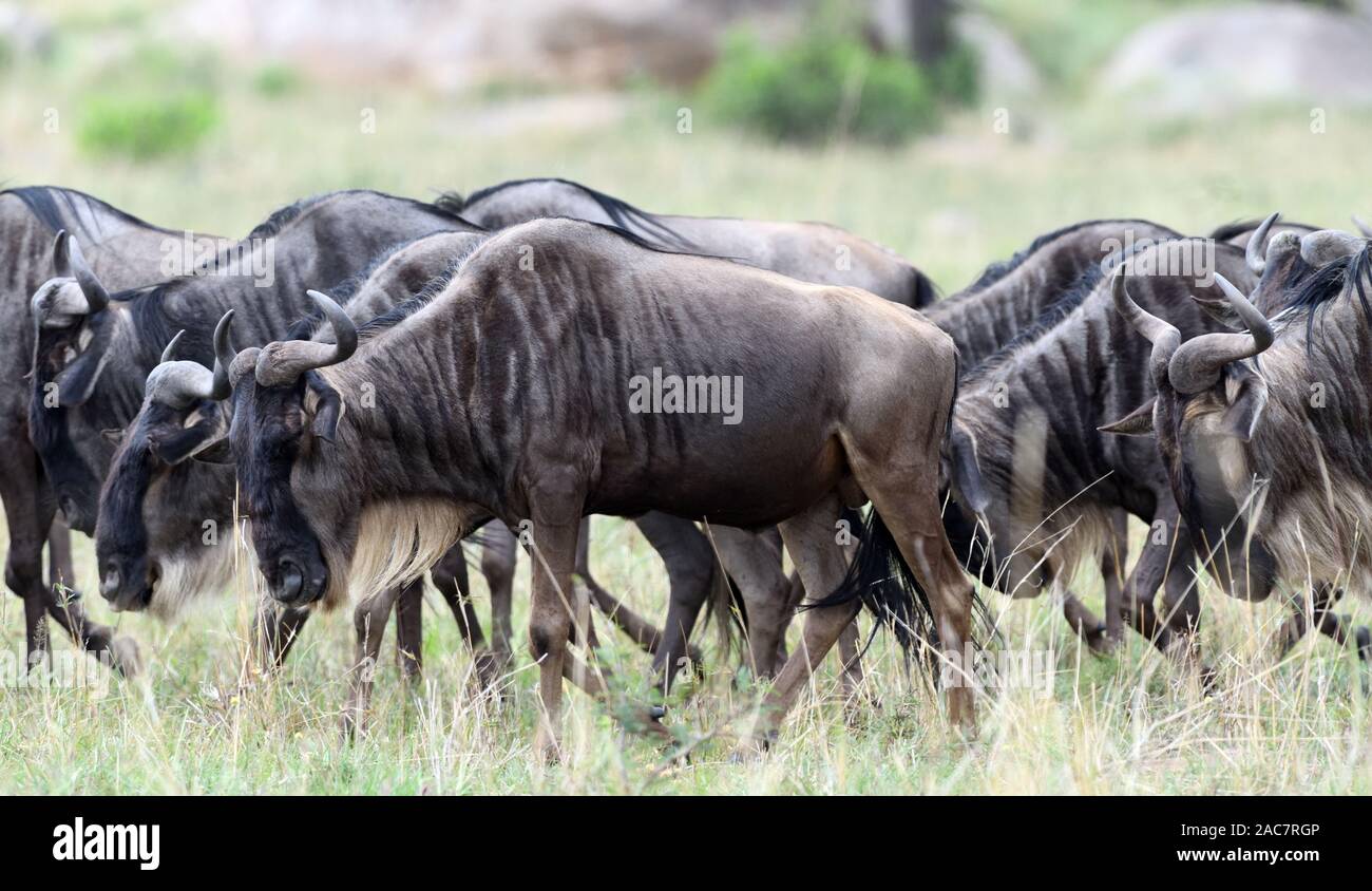 Blue wildebeest (Connochaetes taurinus) head towards fresh grass after crossing the Mara river.  Serengeti National Park, Tanzania. Stock Photo