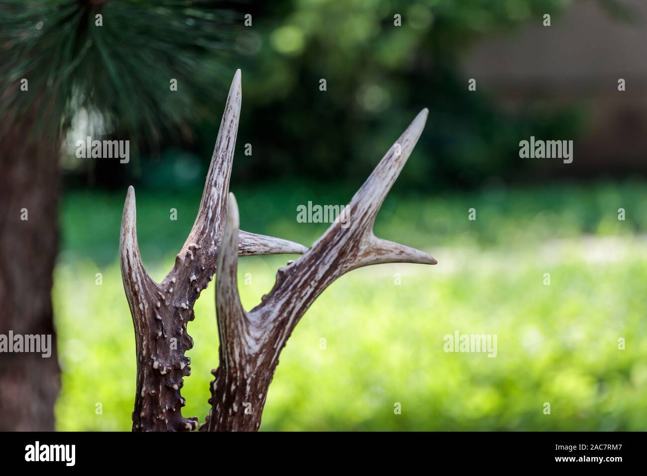 Close up shot of a deer antlers, selective focus, blurred background Stock Photo