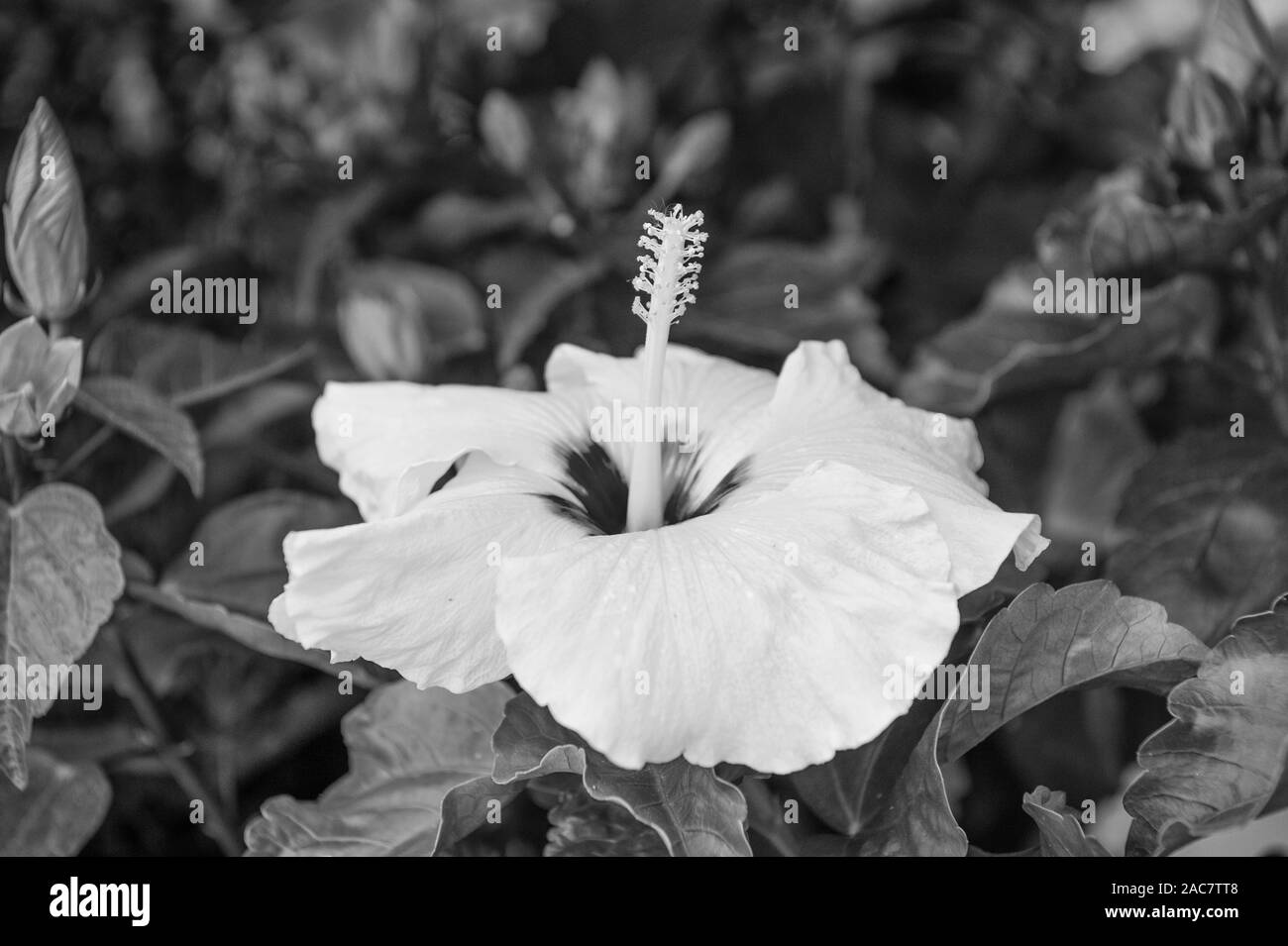 Hardy hibiscus rose of sharon and tropical hibiscus. Exotic plants and flowers. Gorgeous hibiscus flower close up. Flowers large conspicuous trumpet shaped with five or more petals. Yellow hibiscus. Stock Photo