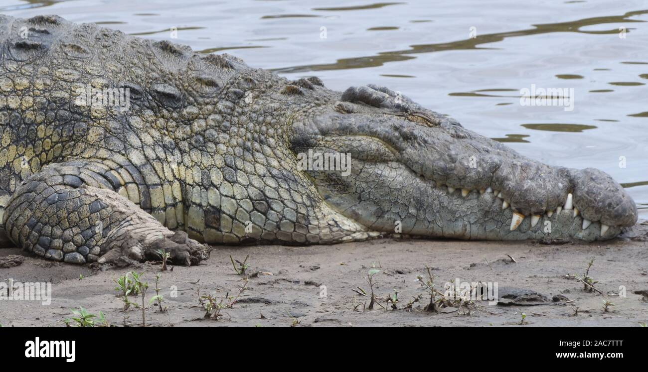 A Nile crocodile (Crocodylus niloticus) basks on a mud bank on the edge of the Mara River. Serengeti National Park, Tanzania. Stock Photo