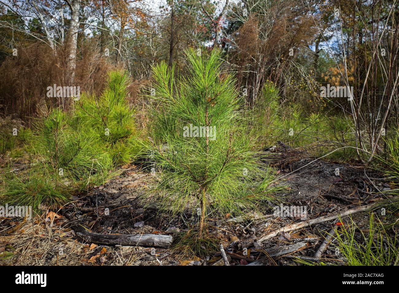 Regenerating loblolly pine forest devastated by the Southern pine beetle along the Virginia USA coast. Stock Photo