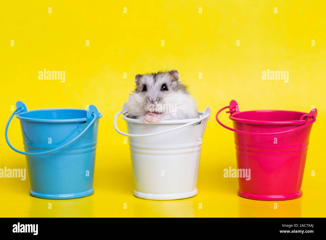 Small hamster plays with buckets on yellow background. Gray Syrian hamster  with buckets Stock Photo - Alamy