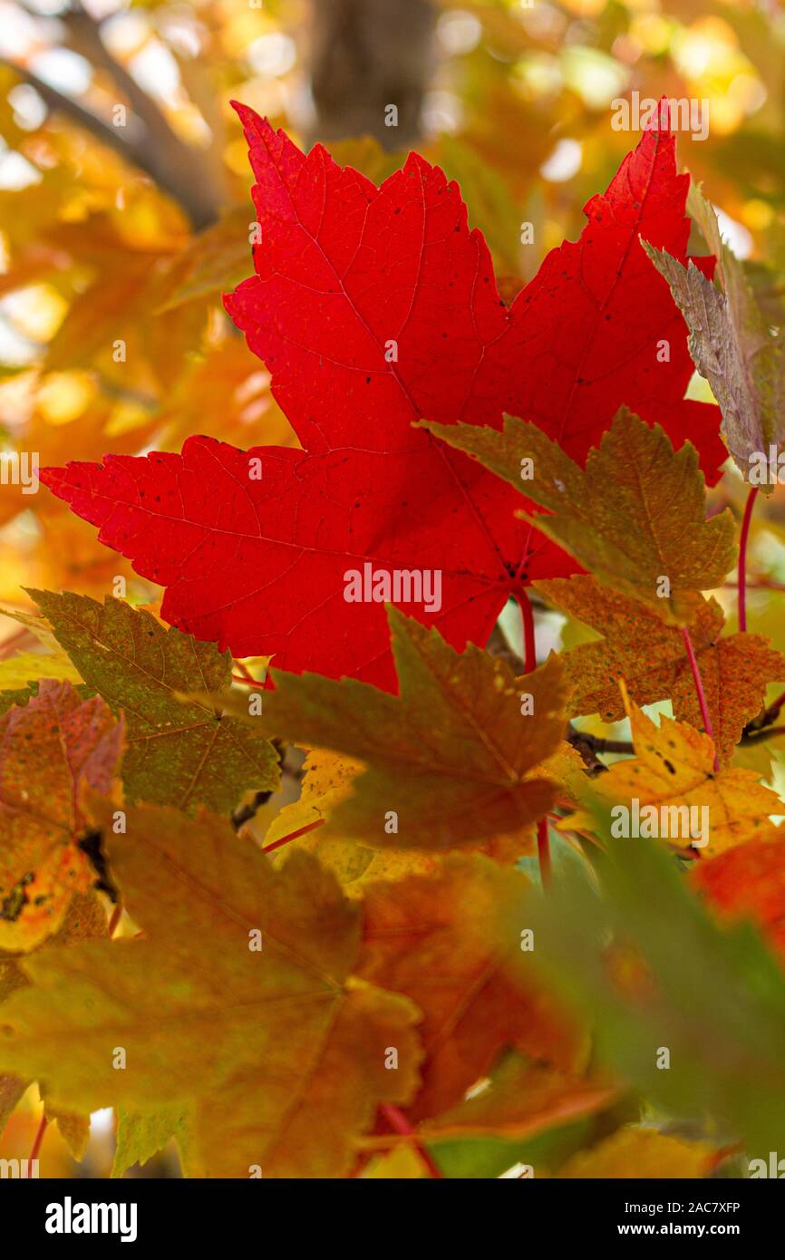 Feuille D Automn Dans Un Arbre Stock Photo Alamy