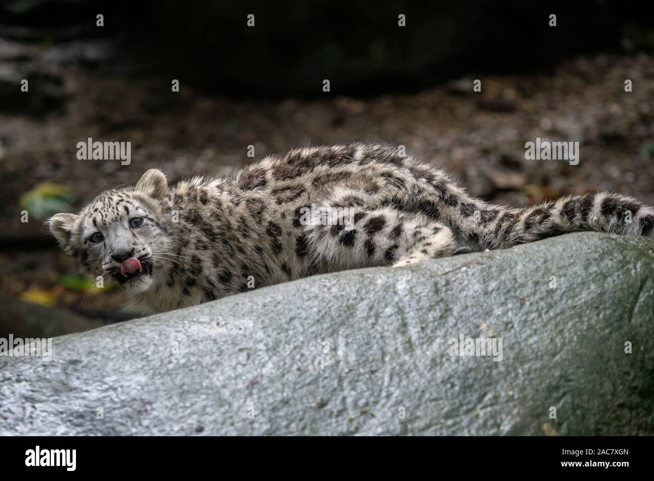 Snow leopard cub (Panthera uncia). Young snow leopard. Stock Photo