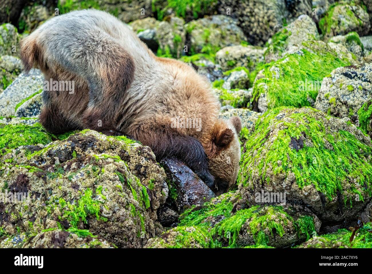 Sub-adult grizzly searching for food underneath rocks along the low tide line in Knight Inlet, First Nations Territory, British Columbia, Canada Stock Photo
