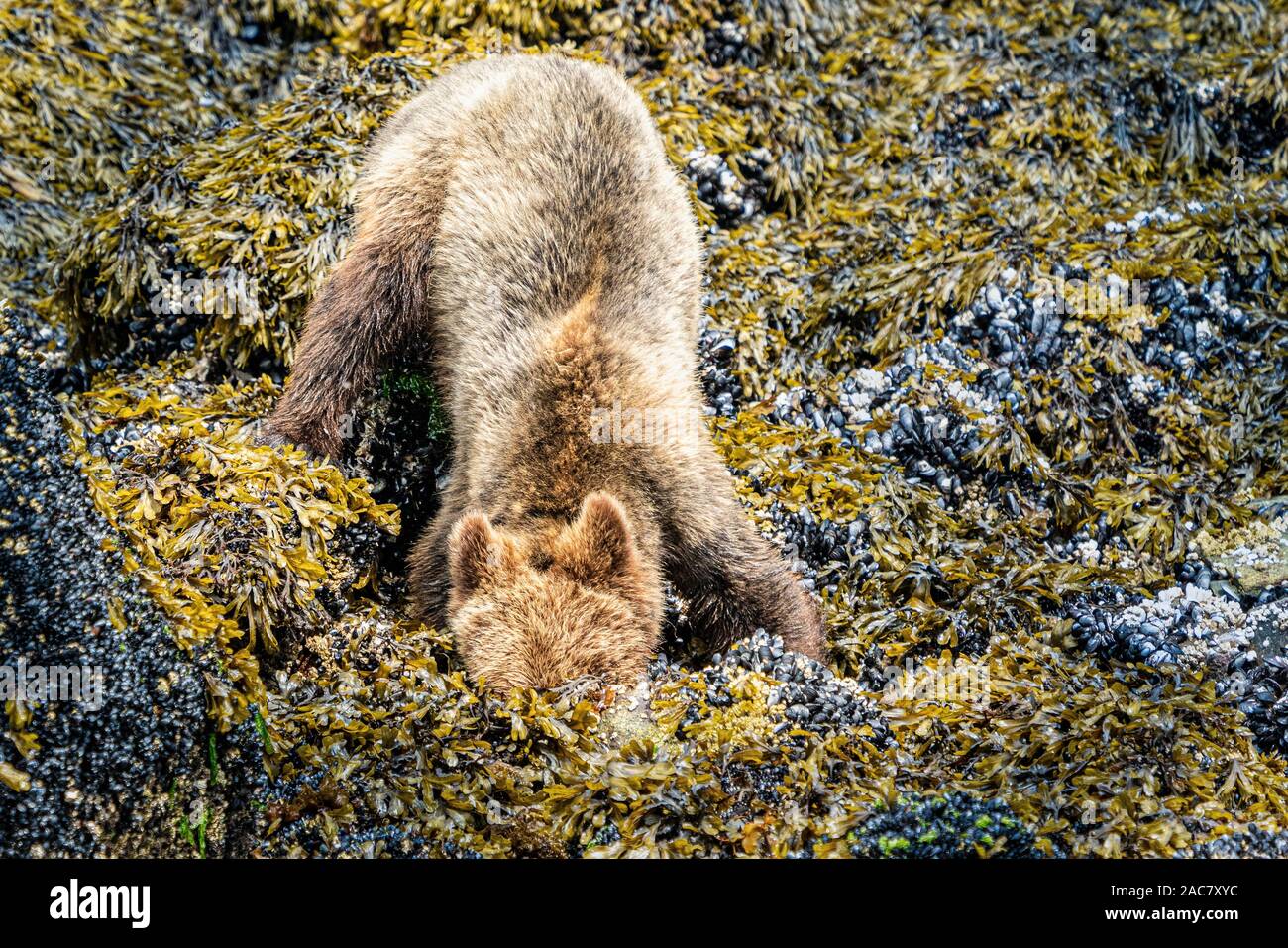 Sub-adult grizzly searching for food underneath rocks along the low tide line in Knight Inlet, First Nations Territory, British Columbia, Canada Stock Photo