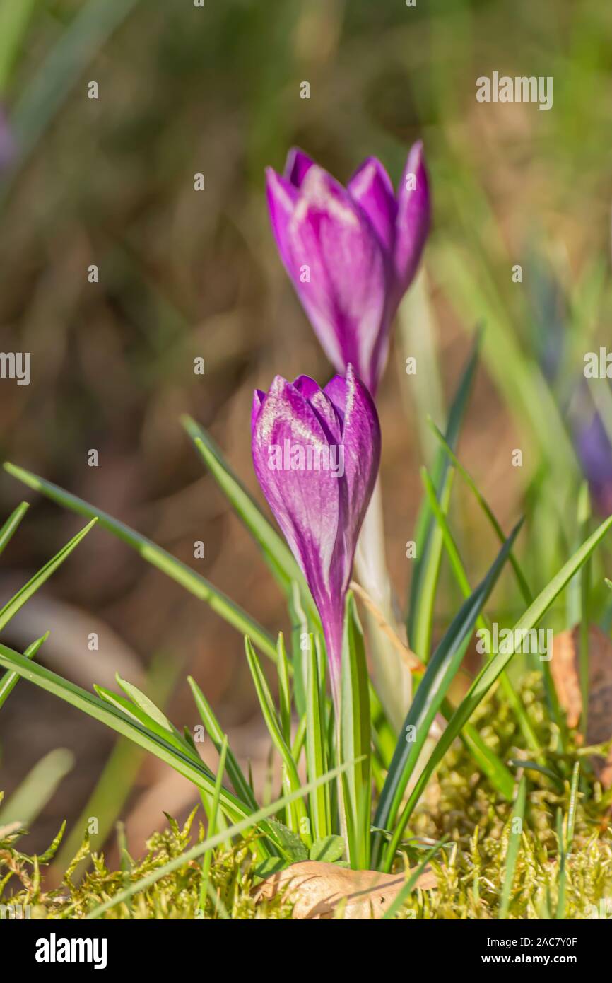 Crocus, plural crocuses or croci is a genus of flowering plants in the iris family. A single crocus, a bunch of crocuses, a meadow, close-up Stock Photo