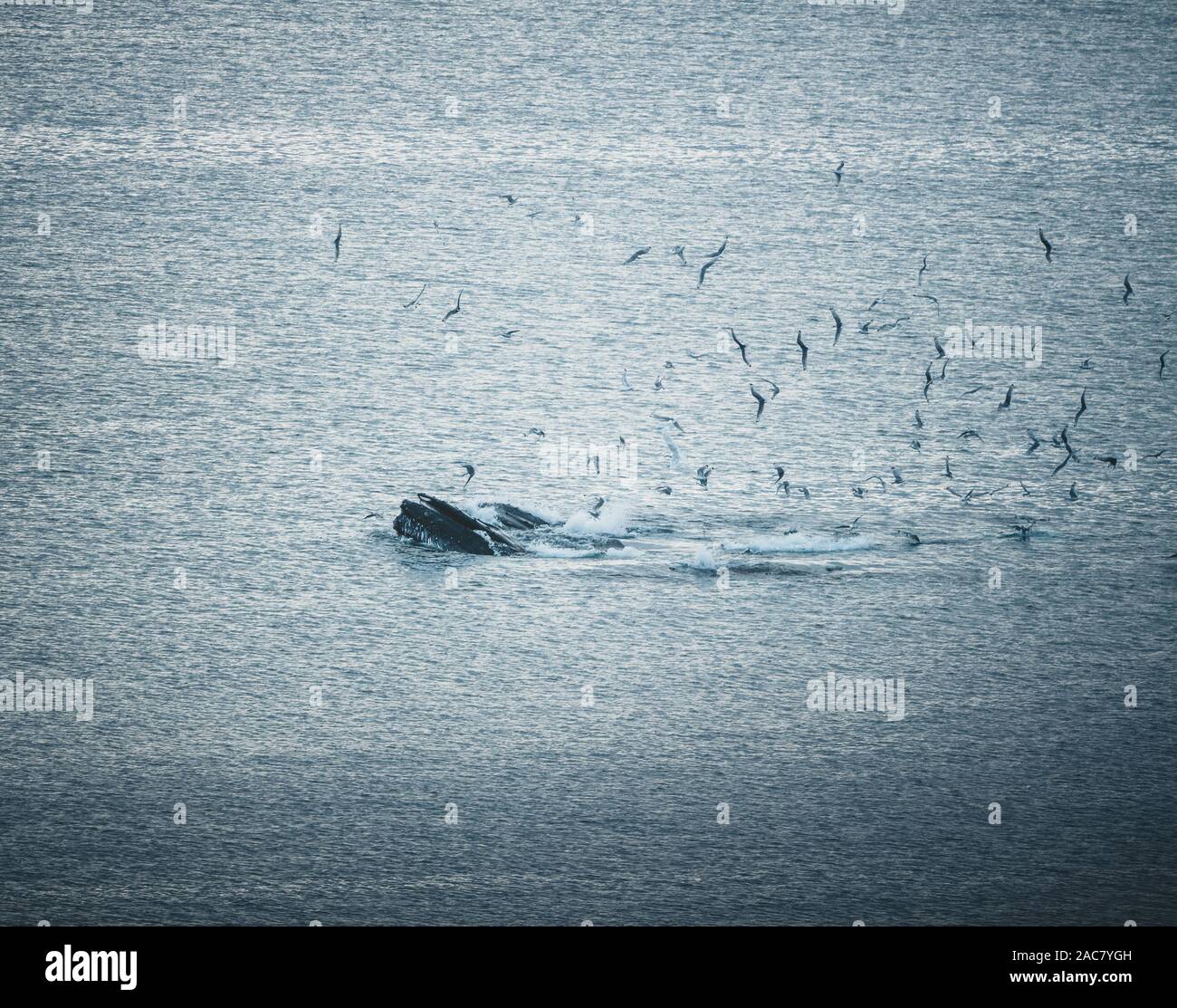 Aerial view of several humpback whales diving in the ocean with blue ...