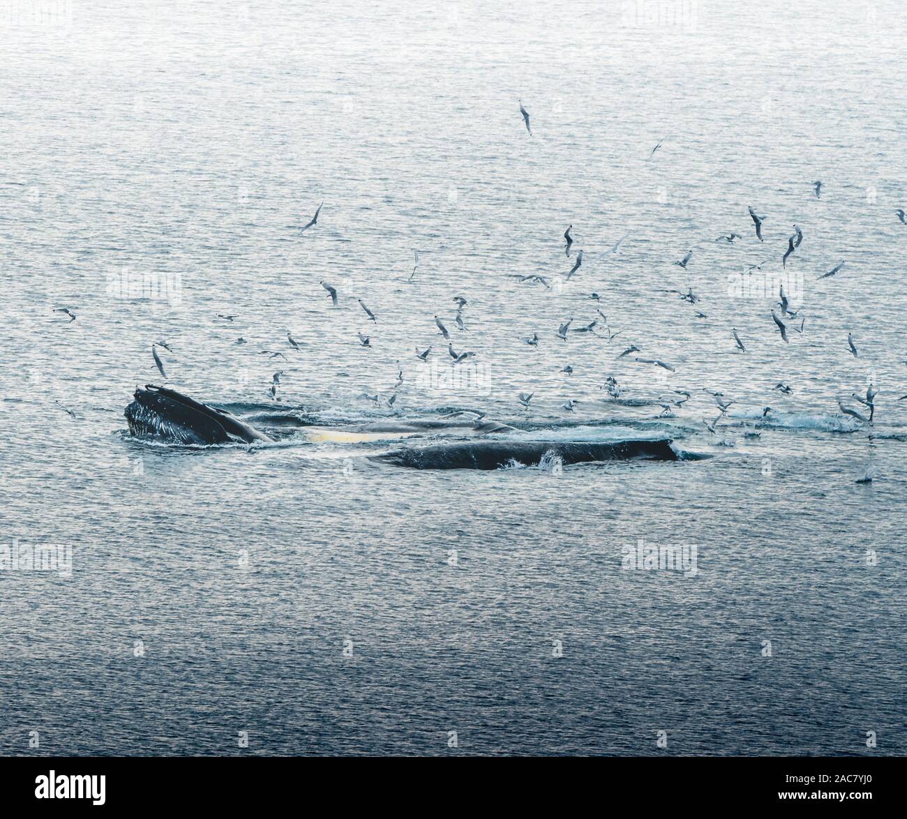 Aerial view of several humpback whales diving in the ocean with blue ...