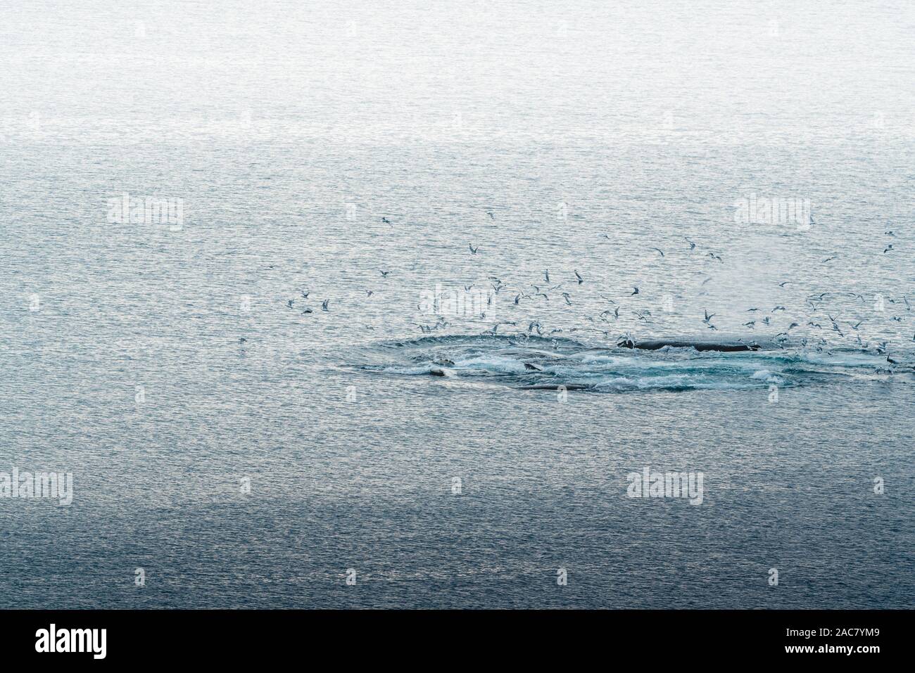 Aerial view of several humpback whales diving in the ocean with blue ...
