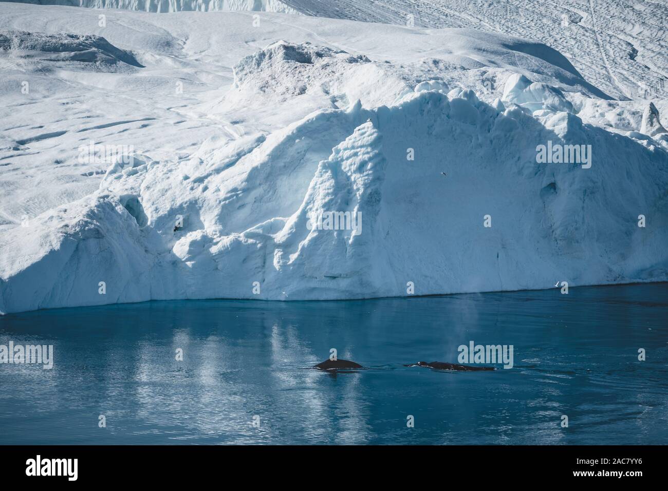 Aerial view of several humpback whales diving in the ocean with blue ...