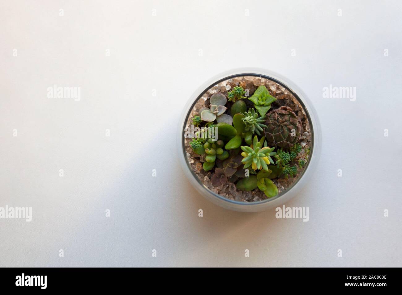 Small succulent plants garden in transparent glass terrarium isolated on white background from a high angle view Stock Photo