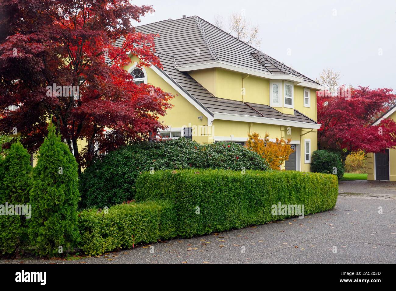 Yellow house with red maples and green hedge landscaping.  Lower Mainland, B. C., Canada Stock Photo