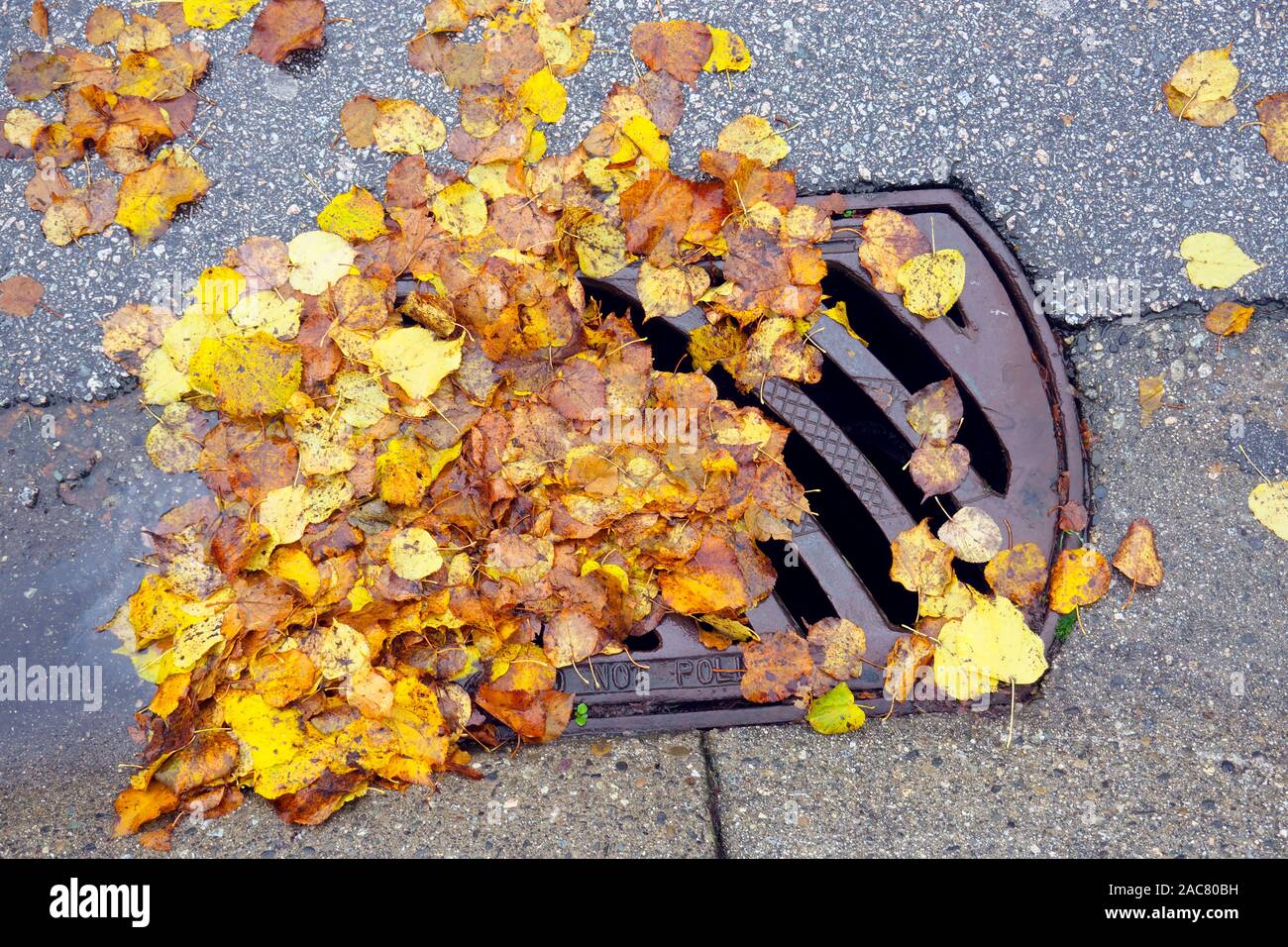 Fallen yellow leaves clogging a storm drain on a residential street. Stock Photo