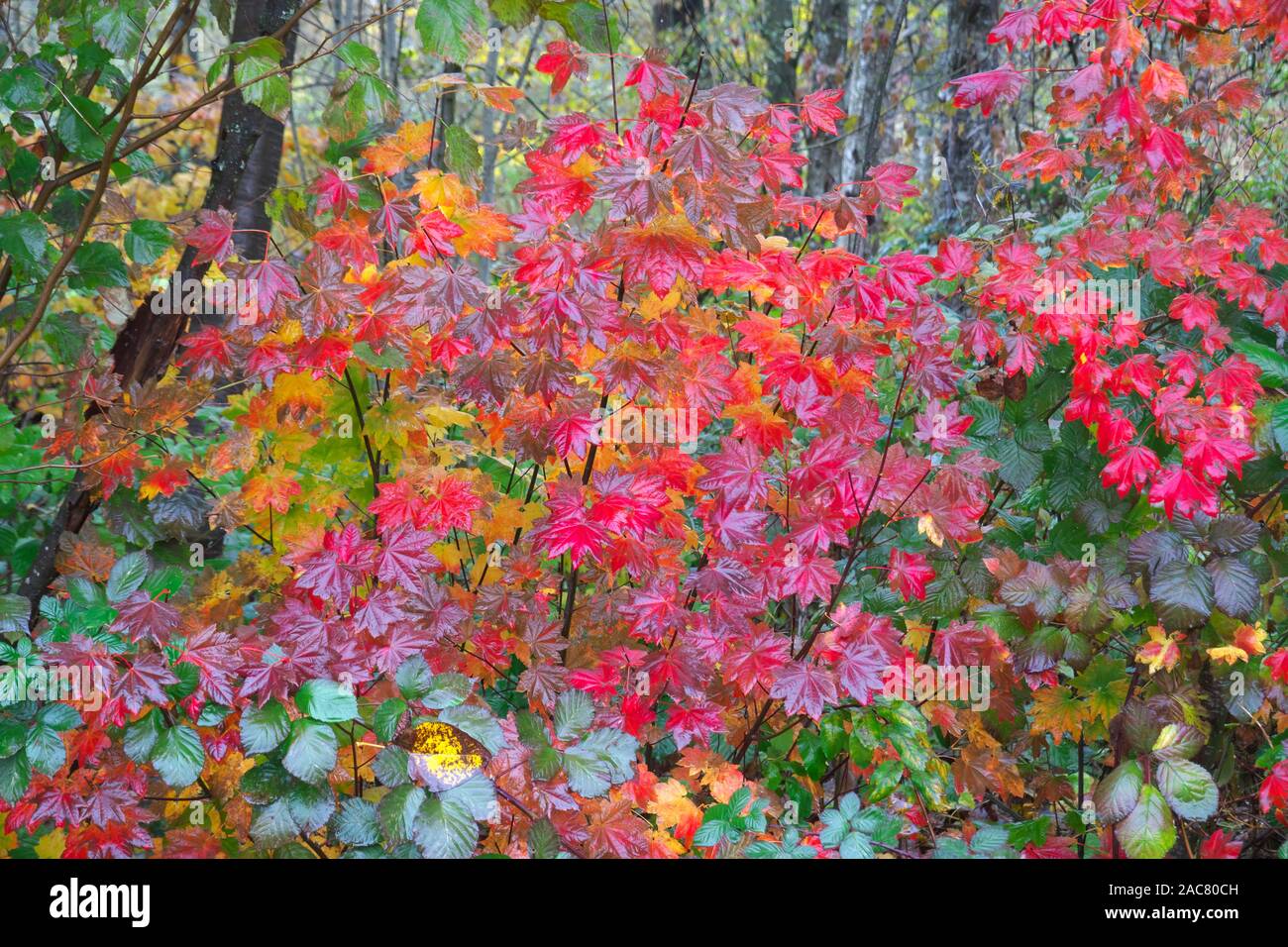 Red autumn leaves of a Vine Maple (Acer circinatum) after a rain. Stock Photo