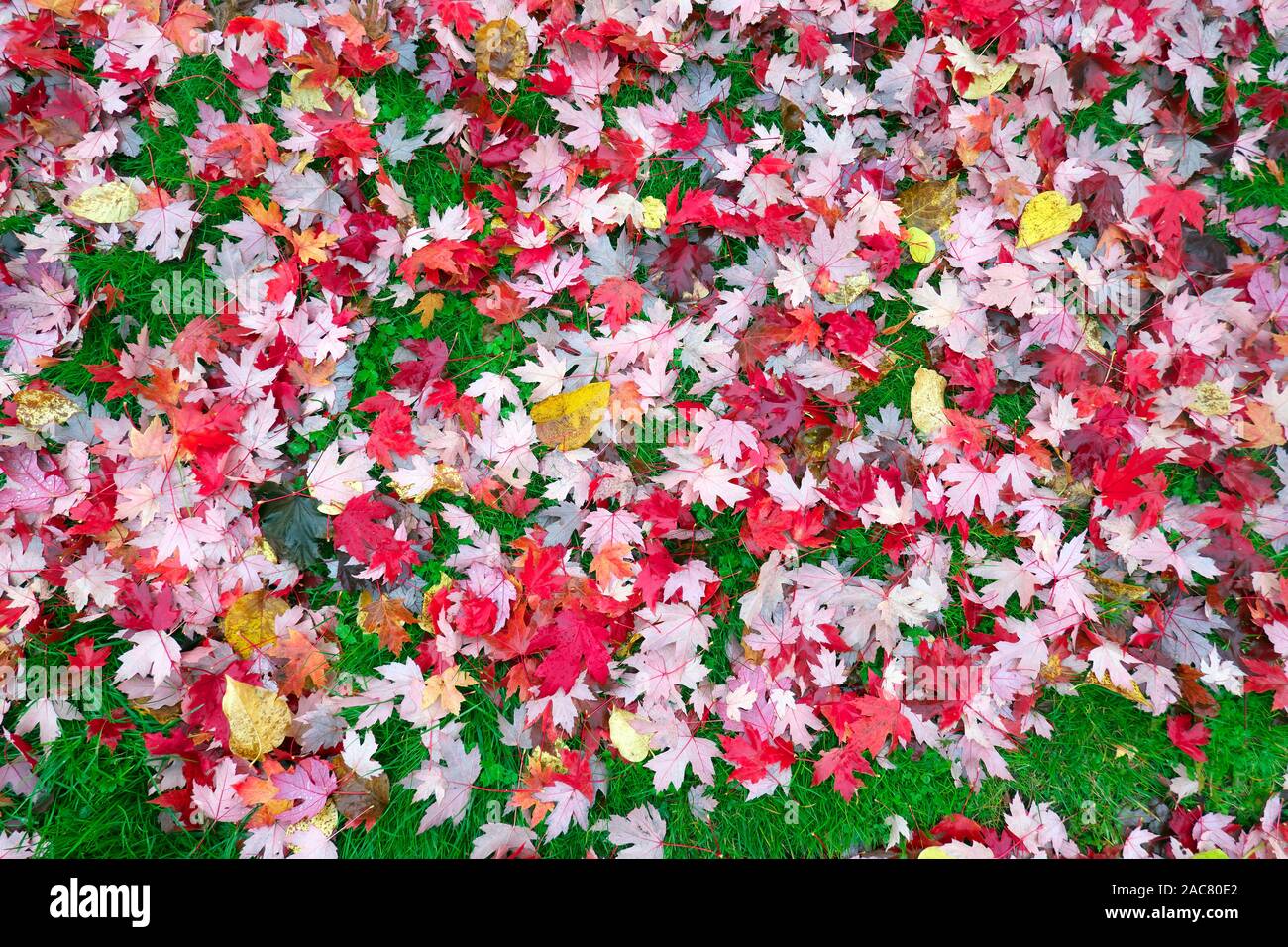 Fallen red maple leaves (Acer) on green grass. Stock Photo